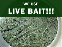 Live Bait